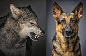 El Hombre que se convertió a perro