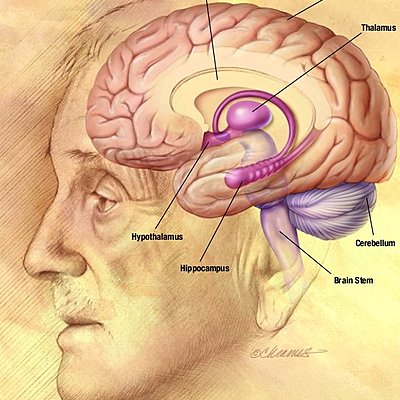 Timeline: “Antecedentes históricos del estudio de la Biología del comportamiento”