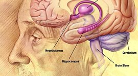 Timeline: “Antecedentes históricos del estudio de la Biología del comportamiento”