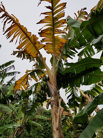 Brote_ marchitez por Fusarium del banano