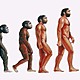Evolucion del hombre 1