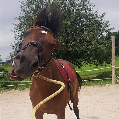 Timeline: Moja športna pot-preskakovanje ovir s konji