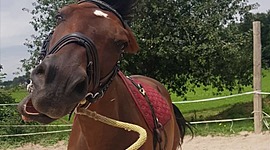 Timeline: Moja športna pot-preskakovanje ovir s konji