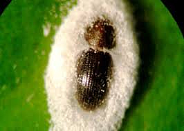 control de plagas ( coleóptero) con métodos orgánico