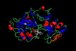 John Desmond Bernal - Dorothy Crowfoot Hodgkin