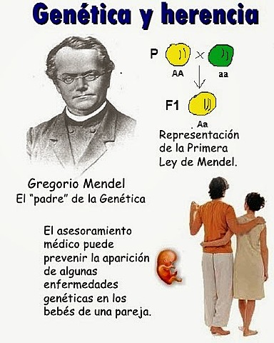 Gregor Mendel (1856- 1863)