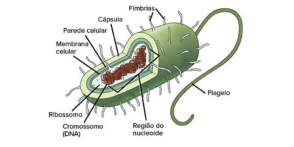 Origen de la célula procariota
