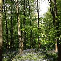 Haagse Bos, bosque de La Haya