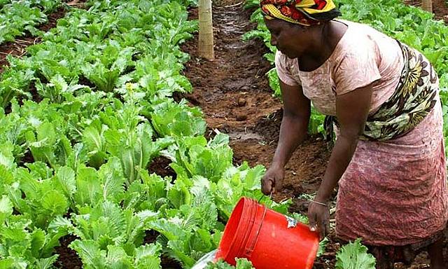 Desarrollo de la Agricultura