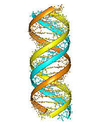 ADN: Modelo estructural de tres hélices (1951)