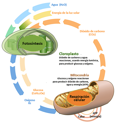 Origen de la fotosintesis