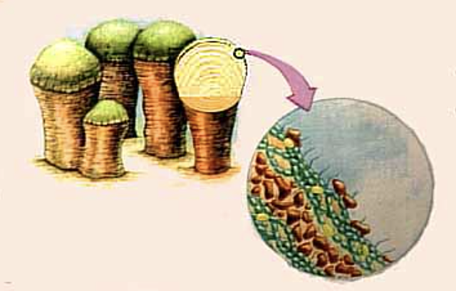 Appearance of Prokaryotes (Stromatolites)
