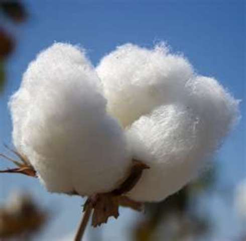 cotton