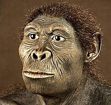 Homo habilis