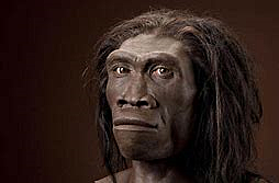 Homo erectus
