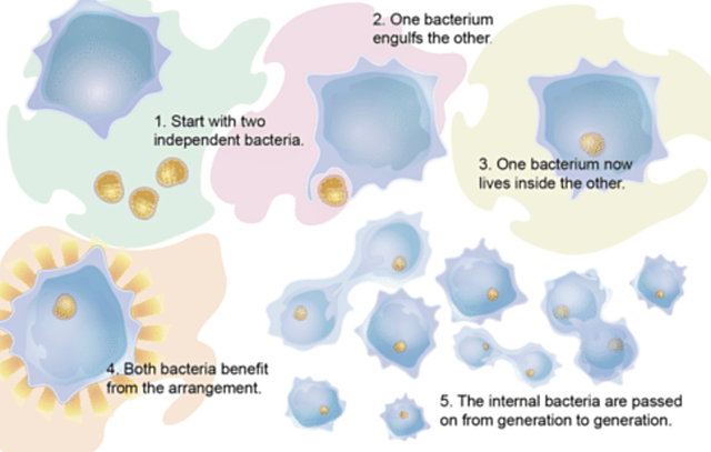 Appearance of Eukaryotes