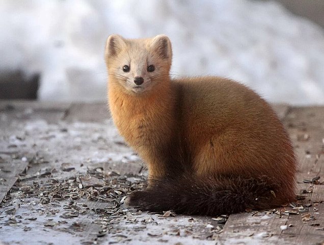 Первый государственный заповедник