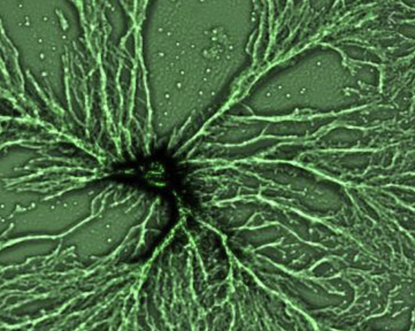 Appearance of Multi-cellular Organisms