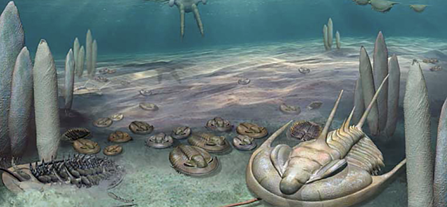 Increased Biodiversity (Cambrian Explosion)