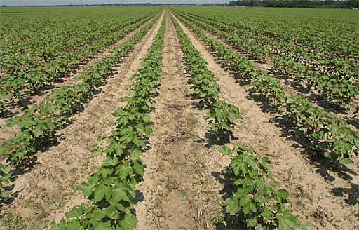 Época independiente