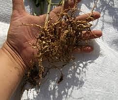 1973,nematodos en el trigo