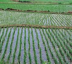 Primeros registros de riego en la agricultura