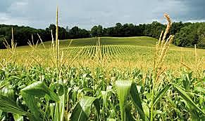 Cultivos a gran escala