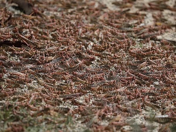 8ª Plaga de langostas.