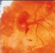 1 de Mayo 2020 | Semana 3