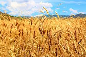 Domesticación de plantas