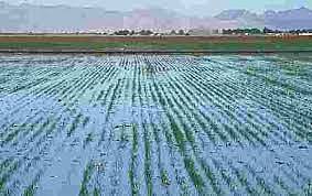 Año 256a.C riego por inundación