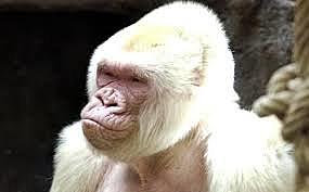 Mort de Floquet de Neu