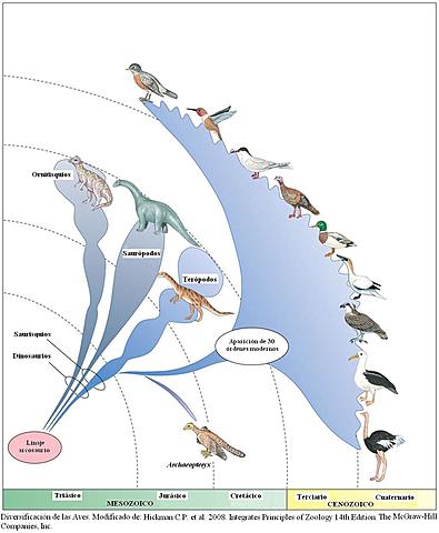 Diversificación de las aves.