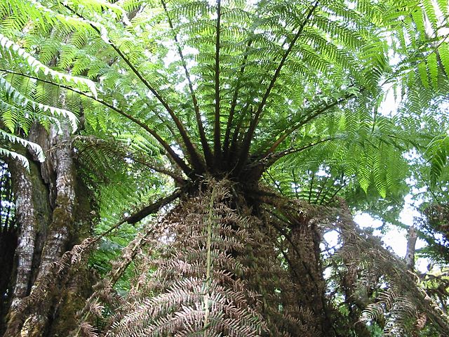 Bosques de helechos gigantes