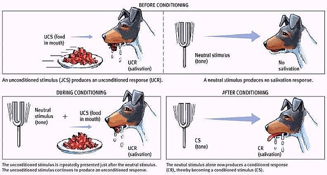 Conductismo Experimento de los Perros de Pavlov - 1891.