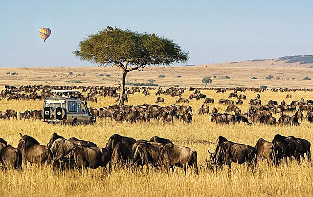 Safari in Maasai Mara & Mount Kilimanjaro