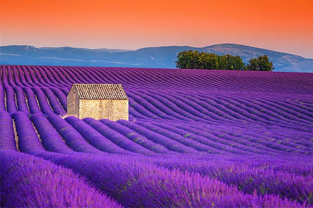 The Smells of Provence