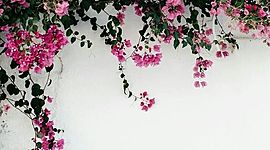 Timeline: linea del tiempo-juan sebastian tible ramirez-8-A