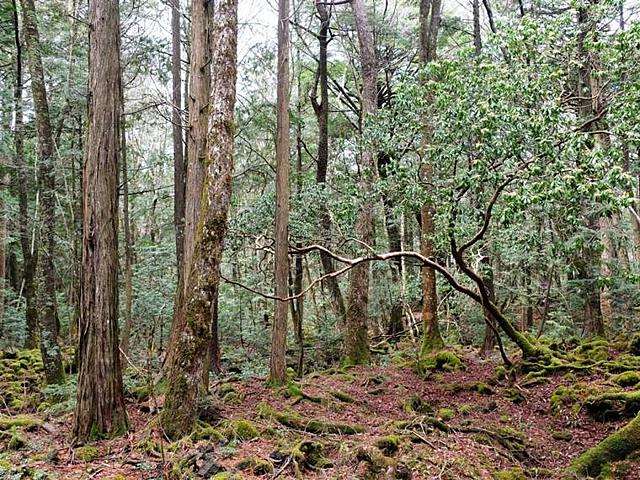 Aokigahara o Bosque de los Suicidas