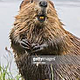 Beaver