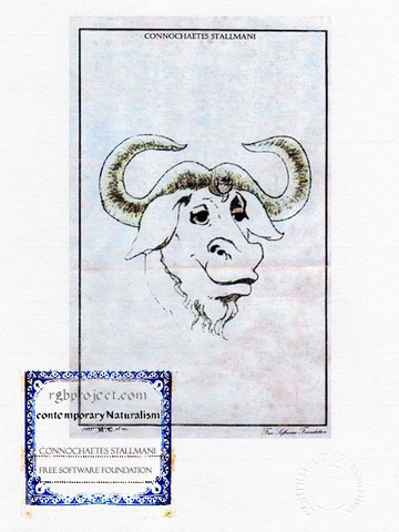 Connochaetes Stallmani