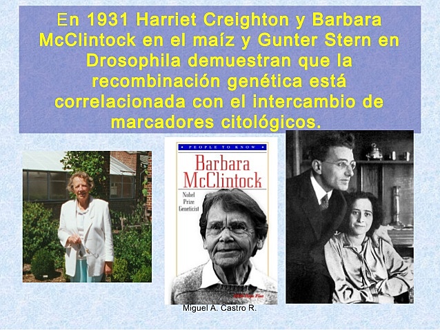 Se demuestra que la recombinación genética está correlacionada con el intercambio de marcadores citológicos
