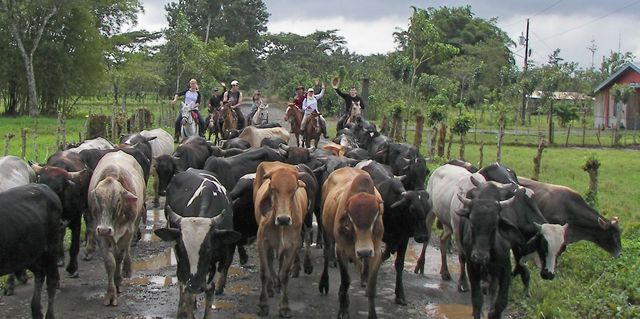 Tim and Father Deliver Cattle