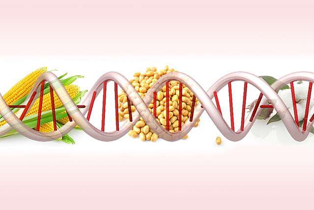 Aparición de los primeros organismos alterados por la ingeniería genética