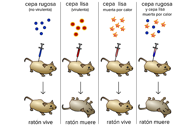 Experimento de Griffith  "principio de transformación"