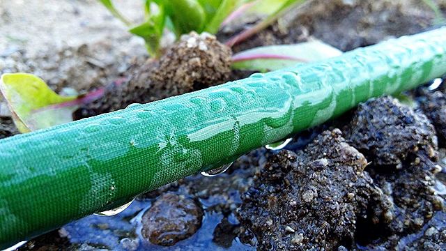 1980, Riego por exudación