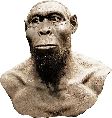 Homo Rudolfensis