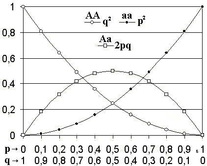 Se formula la ley de Hardy-Weinberg