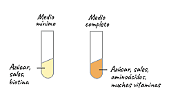 George Beadle y E. L. Tatum introducen Neurospora como organismo modelo, con el que establecen el concepto un gen-una enzima