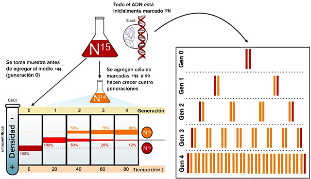 Matthew Meselson y Franklin Stahl demostraron que el ADN se replicaba semiconservativamente.